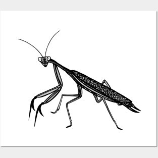 Praying Mantis Ink Art - cool insect design - on white Posters and Art